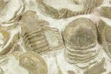 Ordovician Trilobite (Xenasaphus) Mortality Plate - Russia #368621-1